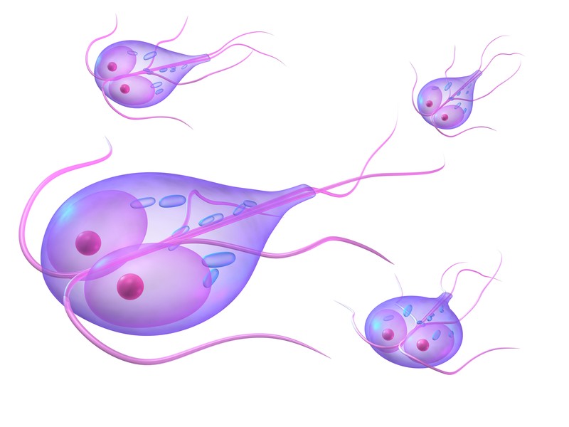 Giardia kresba