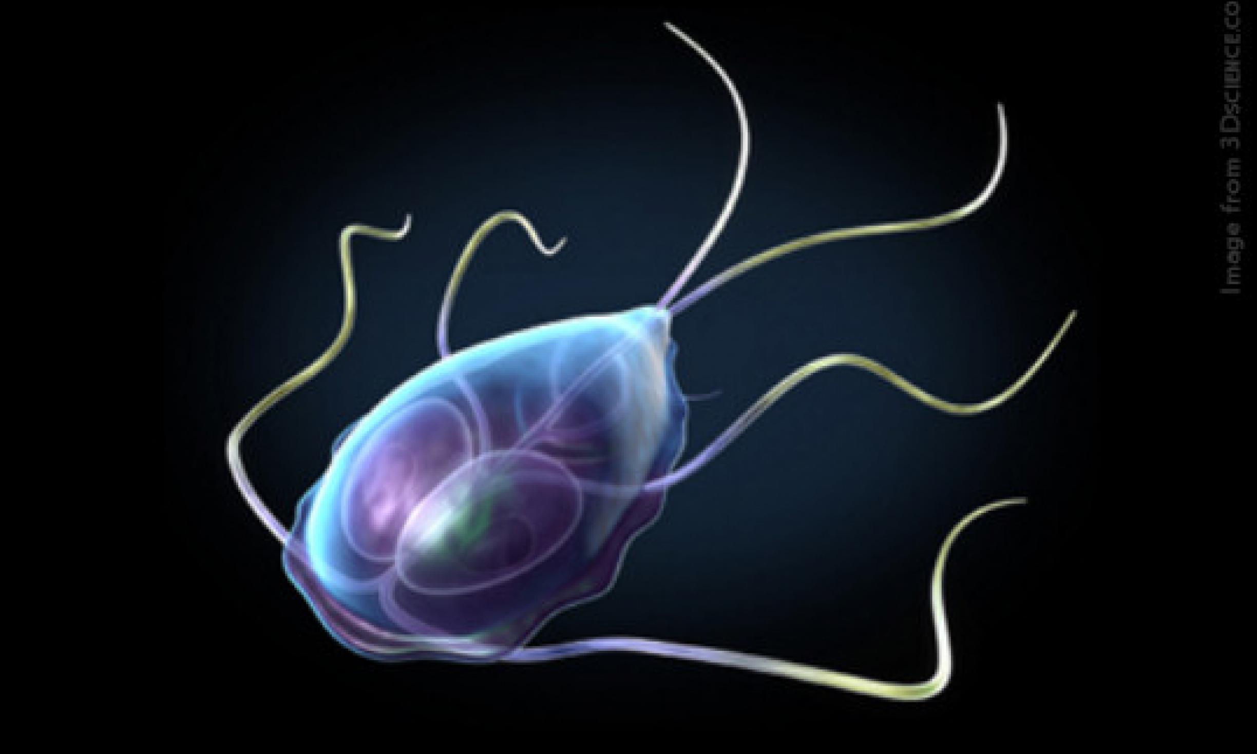 giardia