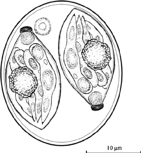 izospora cysta