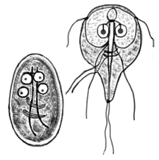 Giardia_lamblia