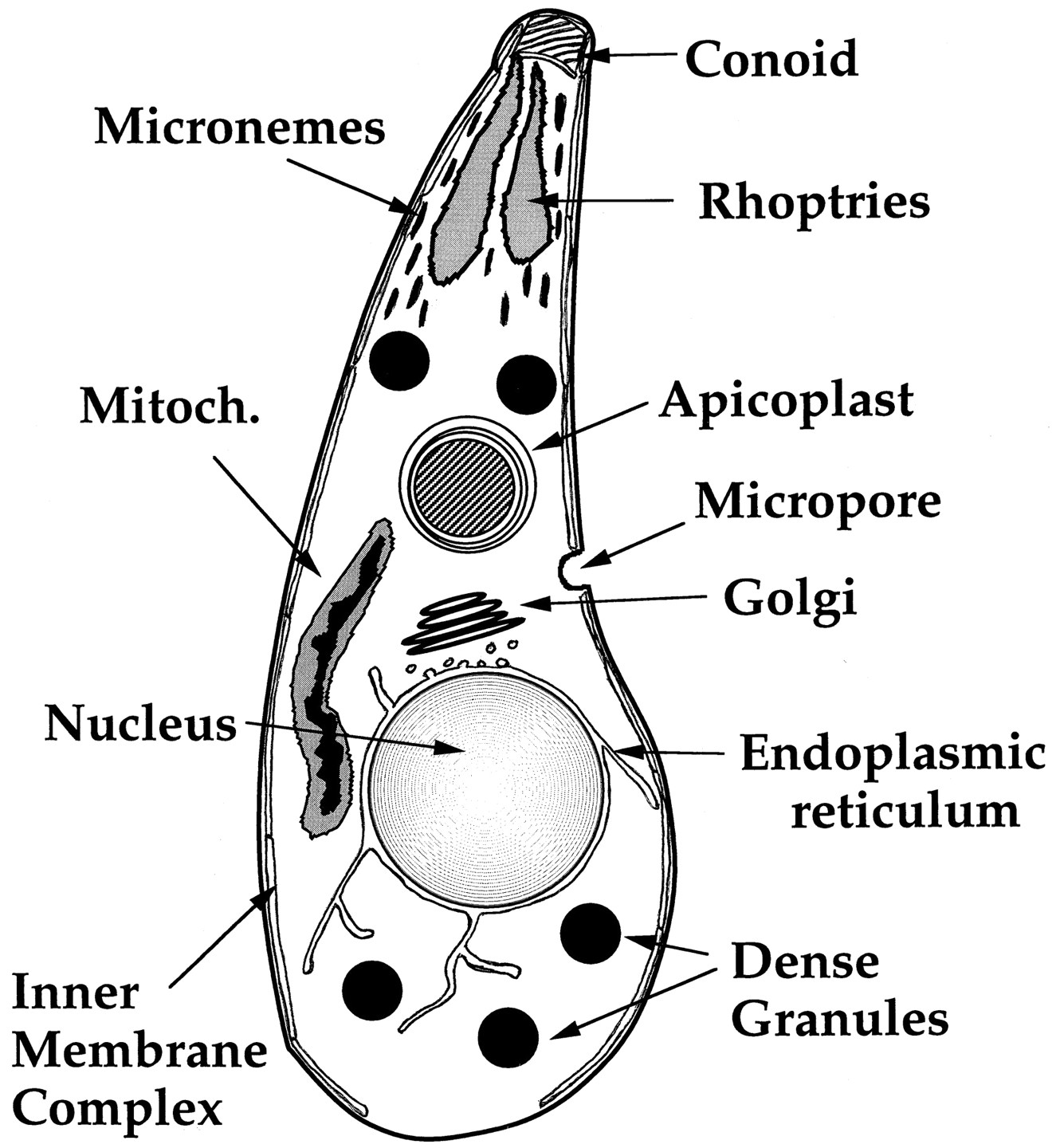 toxoplazma graficky